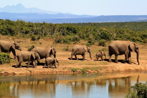 Elefanten beobachten durch ein Fernglas für eine Safari