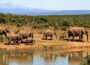 Elefanten beobachten durch ein Fernglas für eine Safari